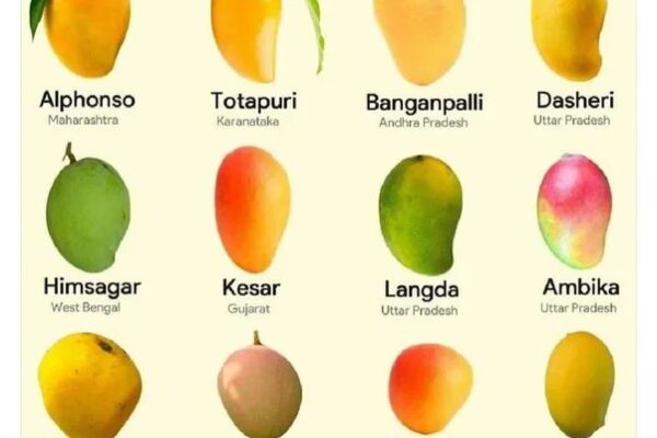 Types of Mango varieties you must try in the market - busivold