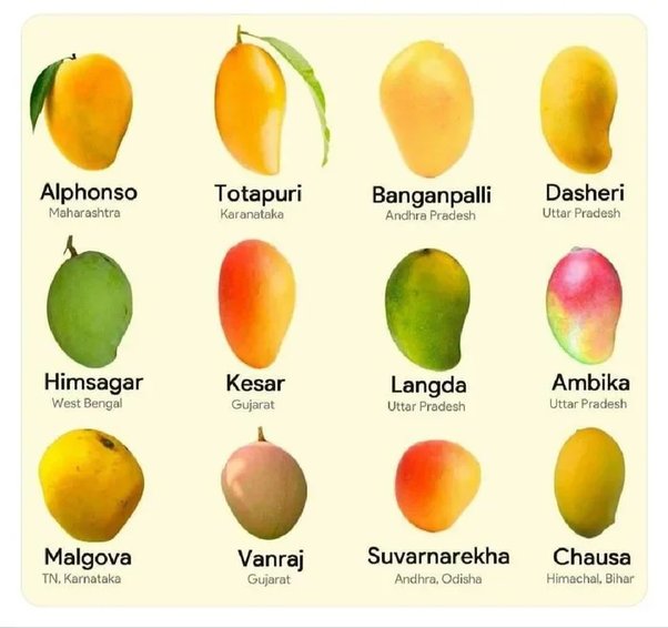 Types of Mango varieties you must try in the market - busivold